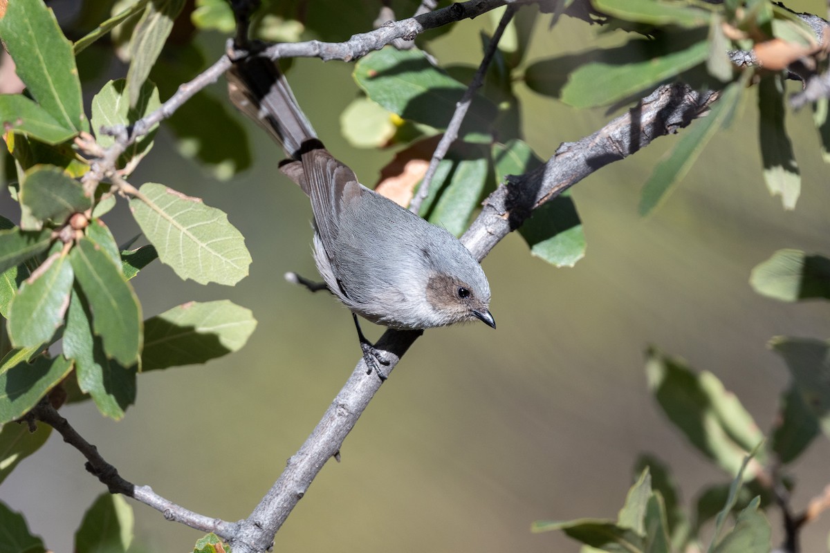 Bushtit - ML615978905