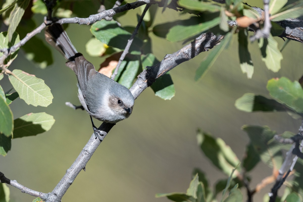 Bushtit - ML615978906