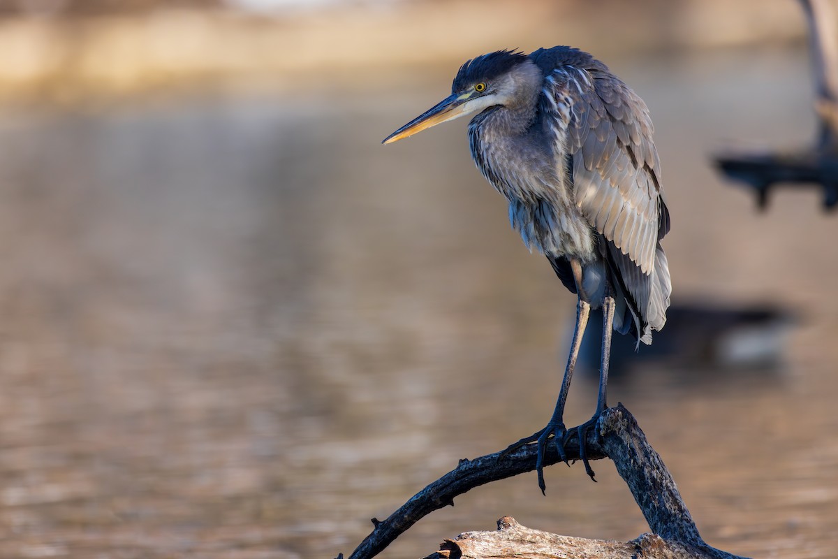 Great Blue Heron - ML615978912