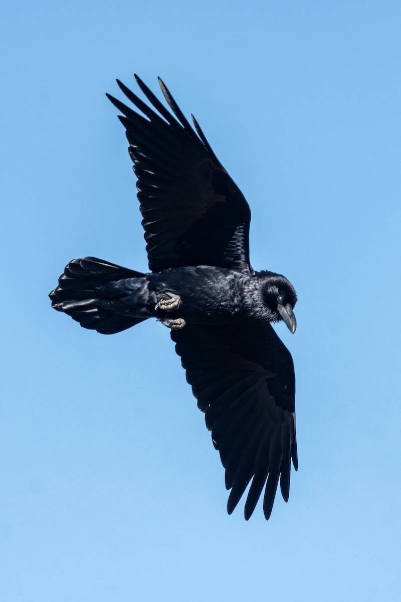 Common Raven - ML615978913