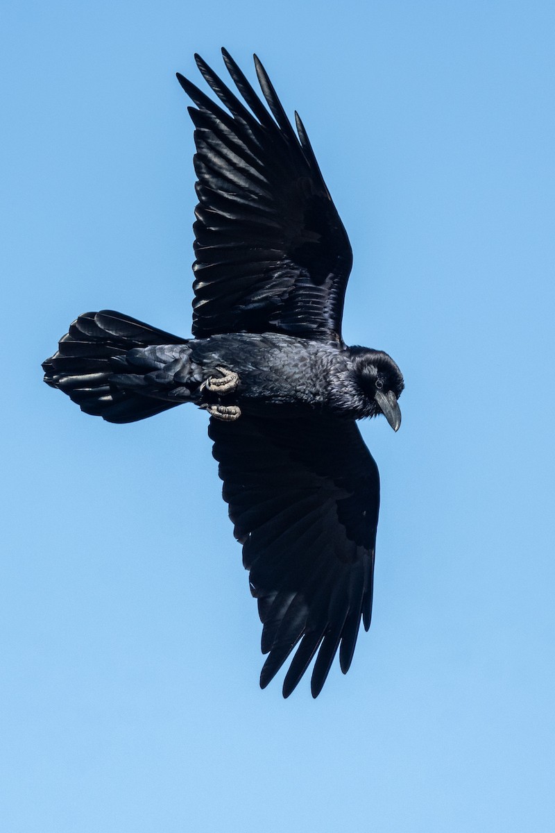 Common Raven - ML615978914