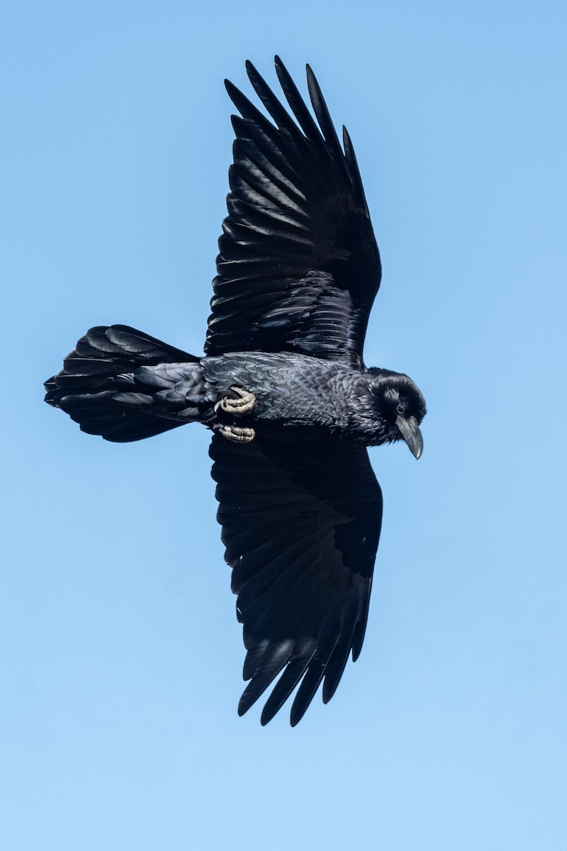 Common Raven - ML615978915