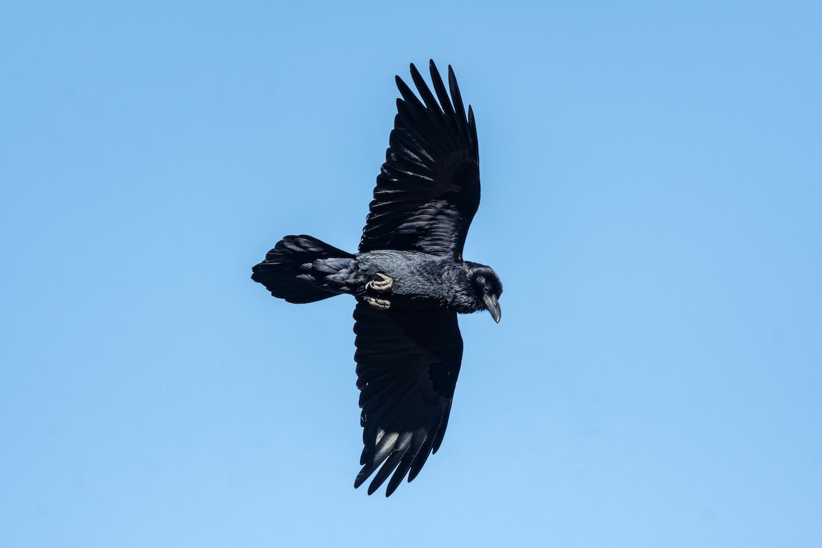 Common Raven - ML615978916