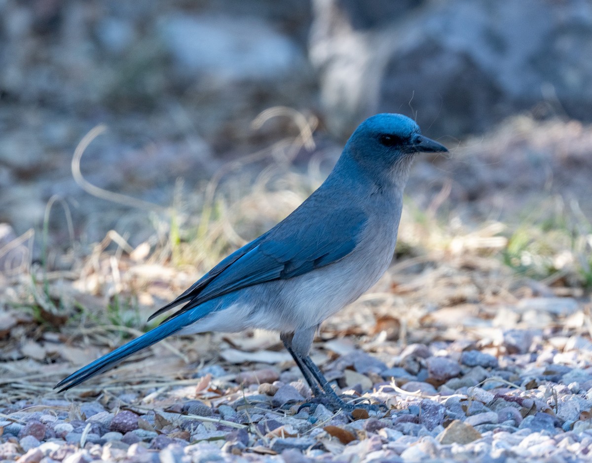Mexican Jay - ML615978924
