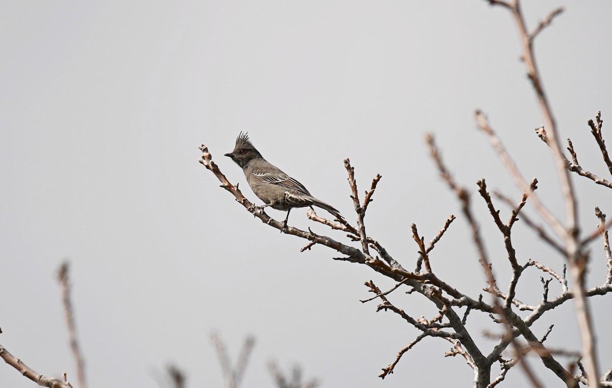 Kara Faynopepla - ML615979087