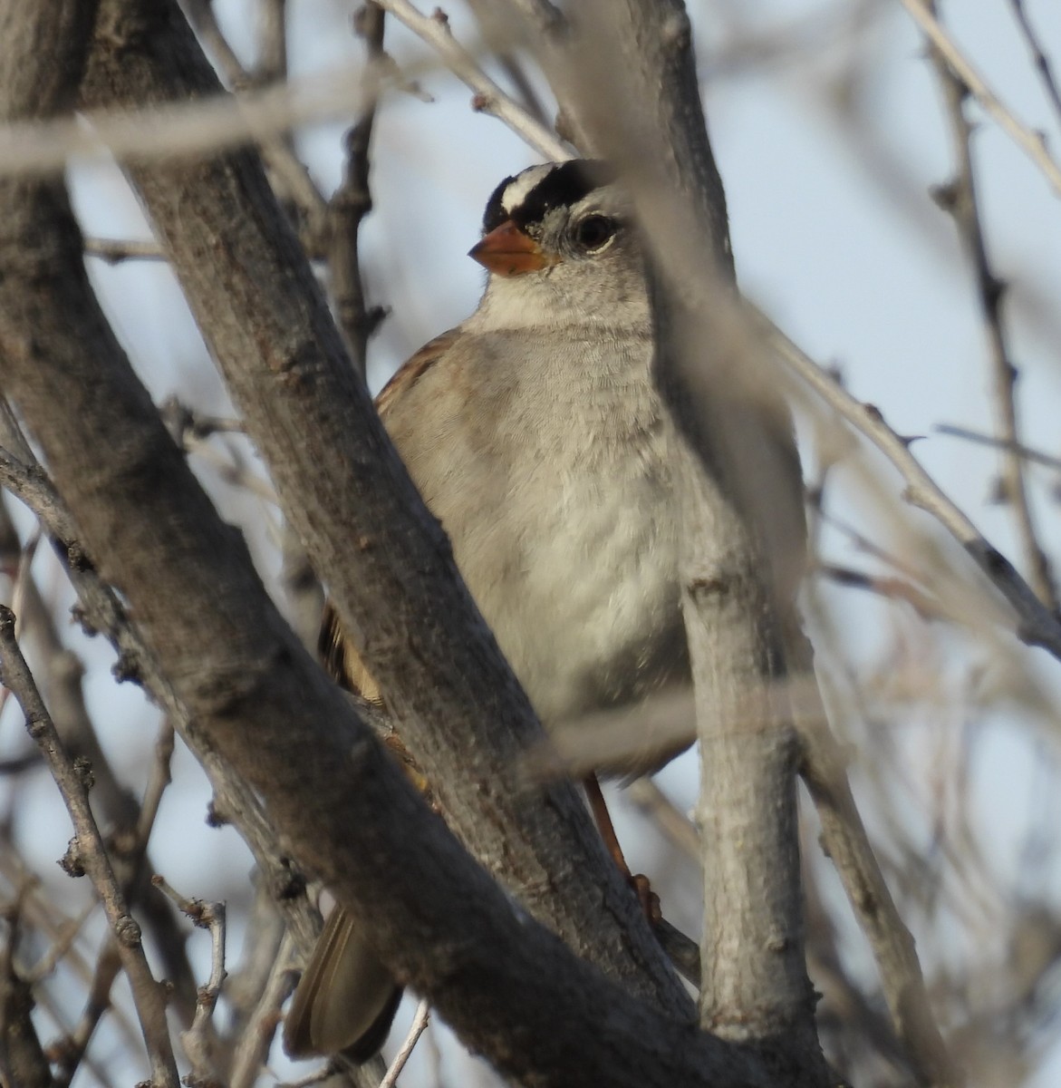 White-crowned Sparrow - ML615979112