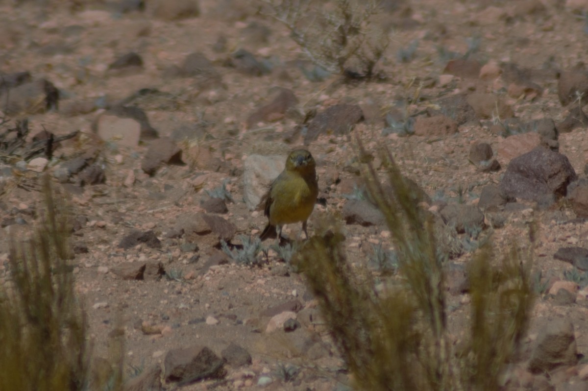 Greenish Yellow-Finch - ML615979167