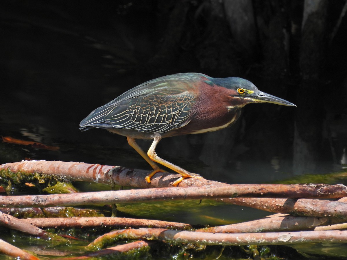 Green Heron - ML615979184