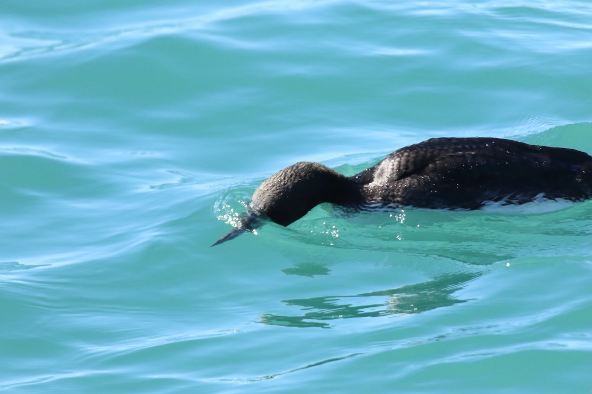 potáplice pacifická - ML615979195