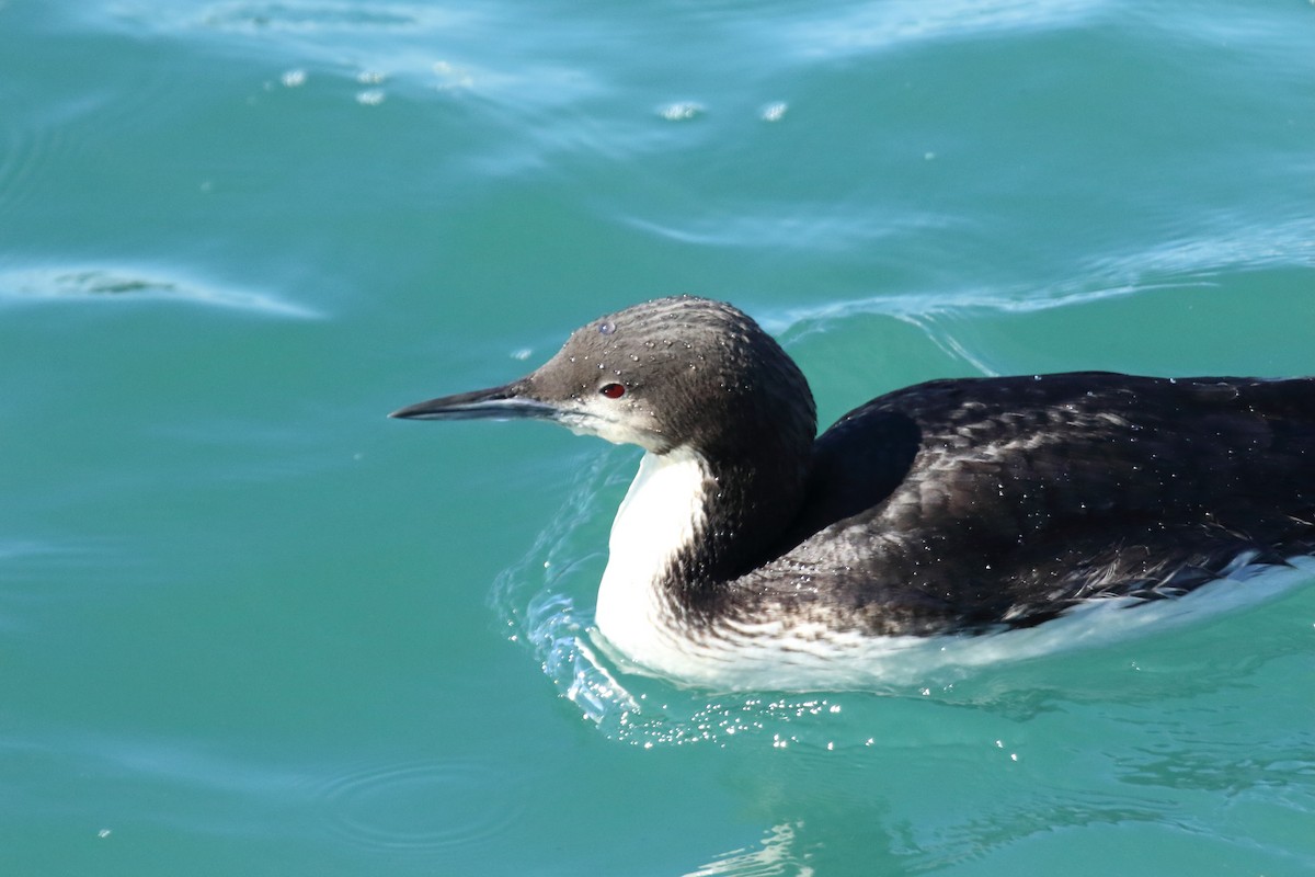 potáplice pacifická - ML615979196