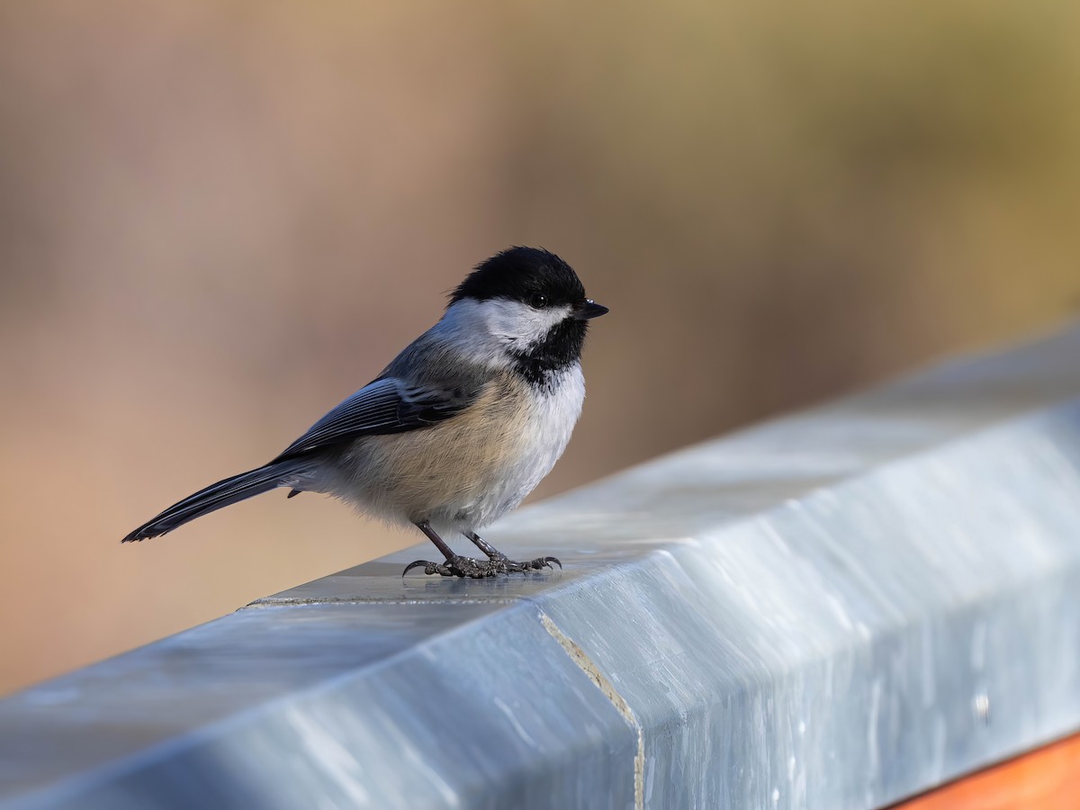 Black-capped Chickadee - Sean Sparrow