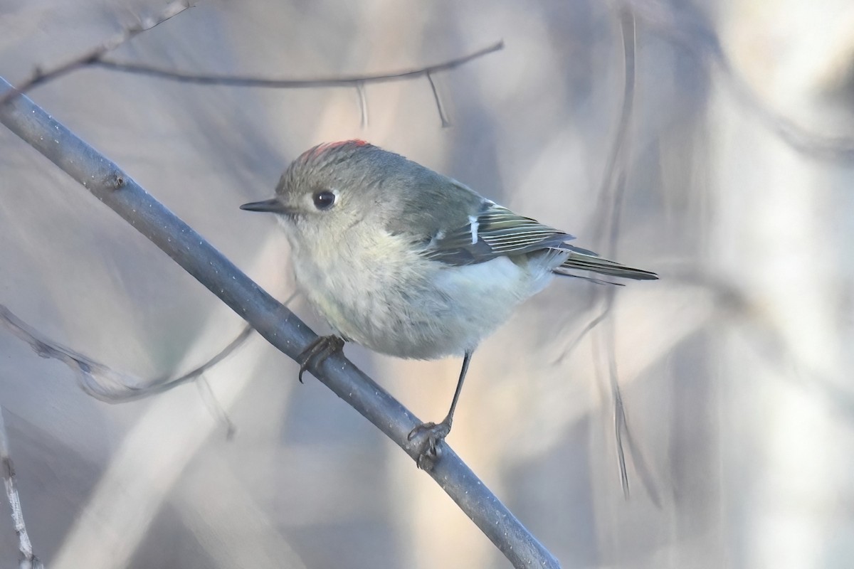 Ruby-crowned Kinglet - ML615979502