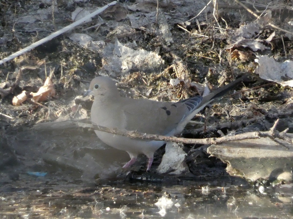 Mourning Dove - ML615979514