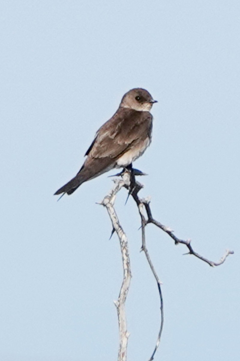 Northern Rough-winged Swallow - Steve Neely