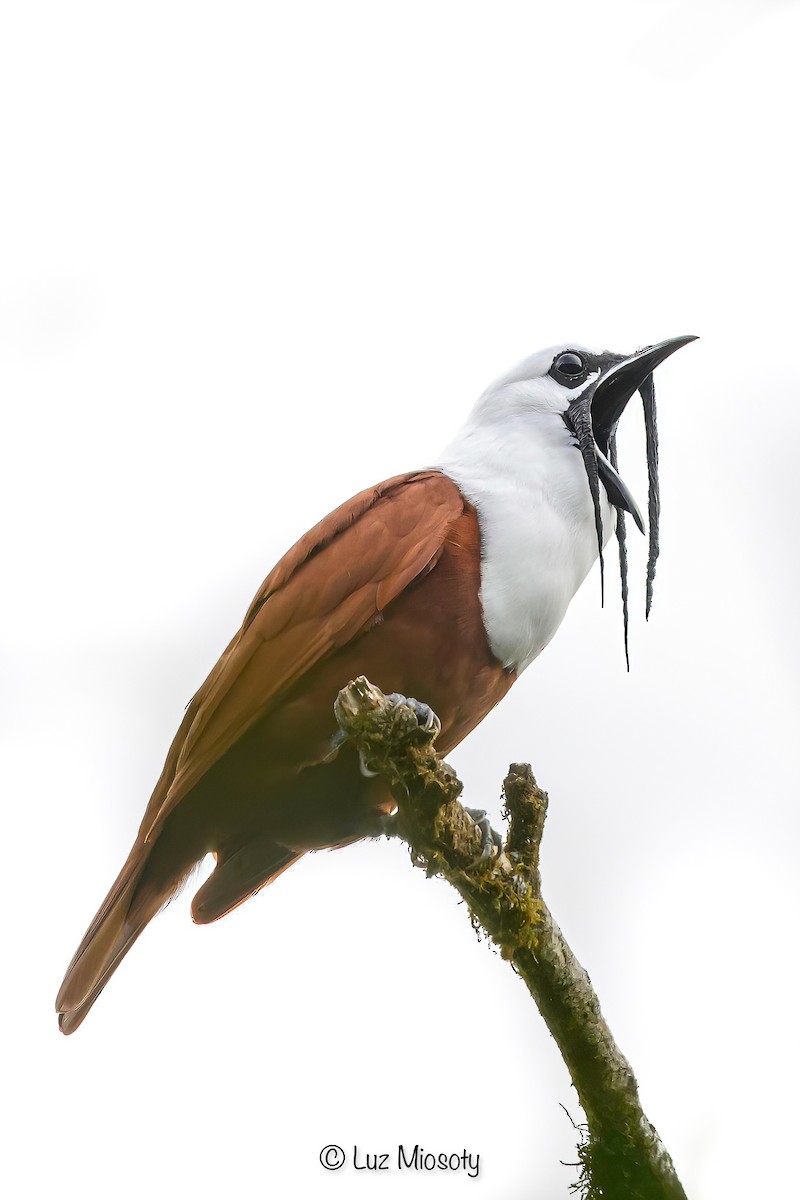 Three-wattled Bellbird - ML615979623
