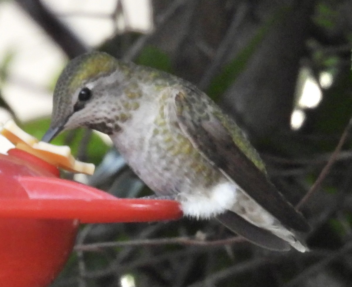 Anna's Hummingbird - ML615979626
