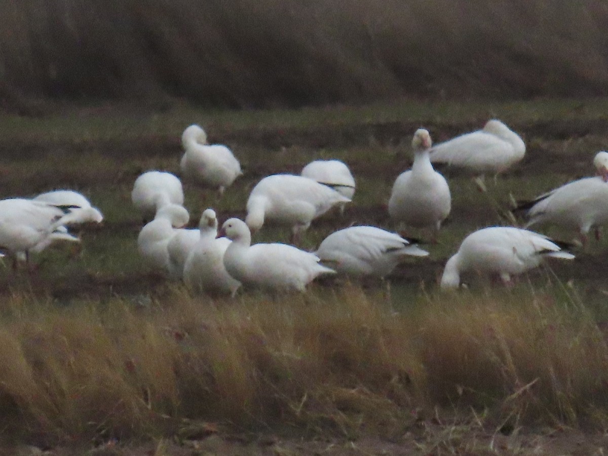 Ross's Goose - ML615979701