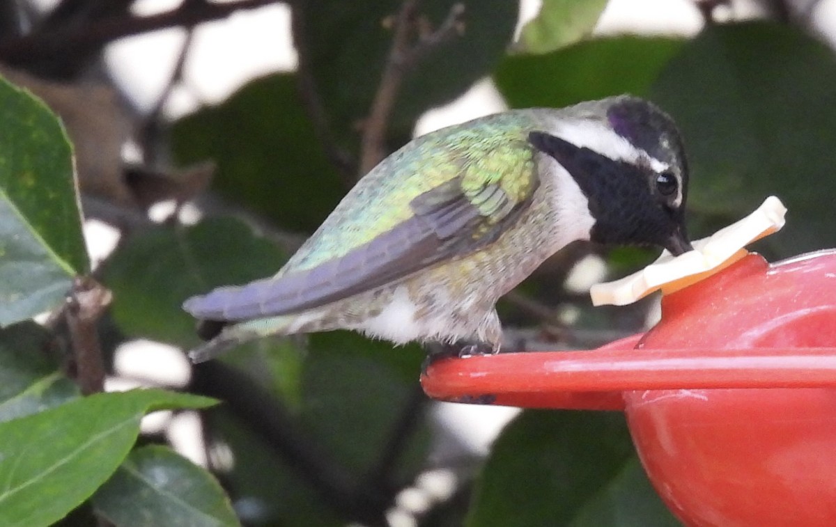 Costa's Hummingbird - ML615979705