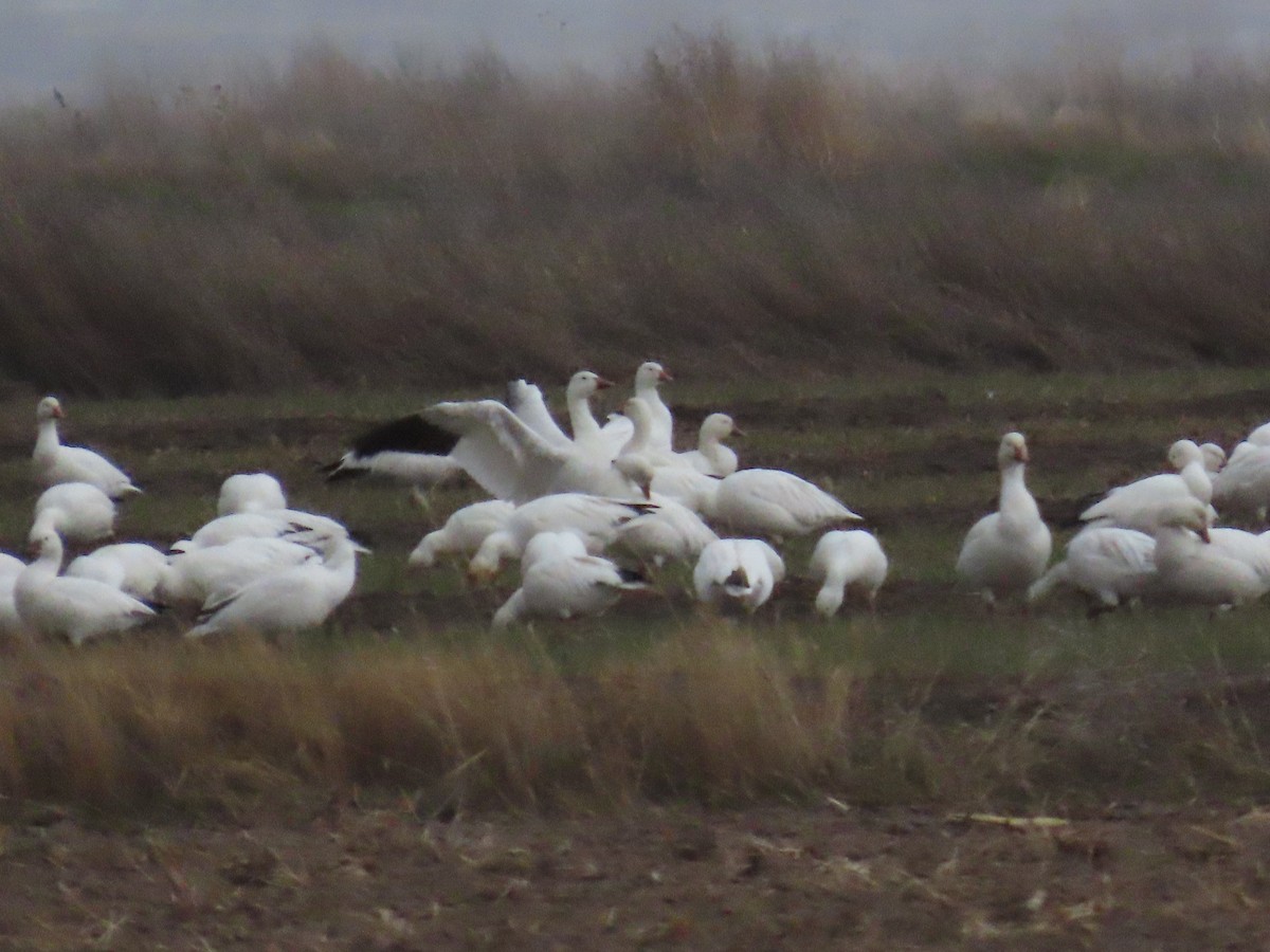 Snow Goose - ML615979714