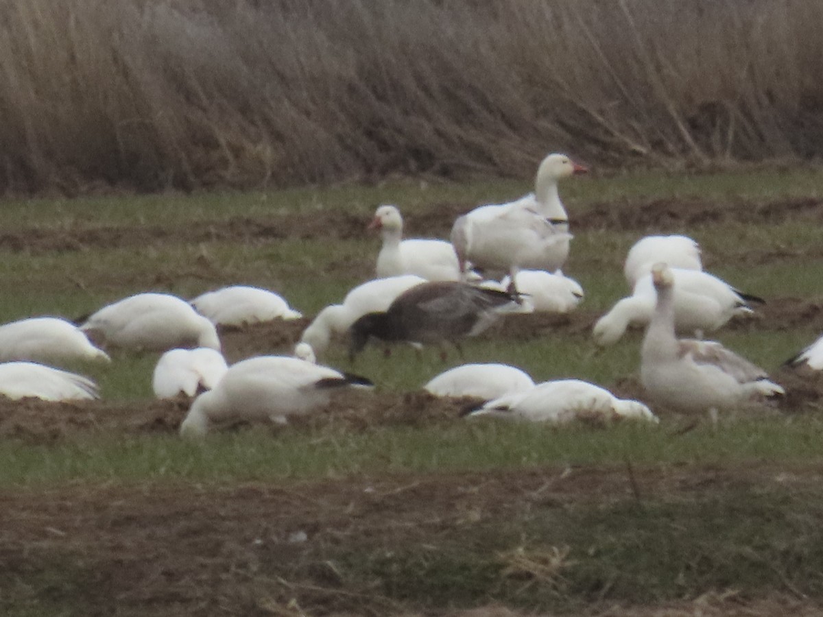 Snow Goose - ML615979734