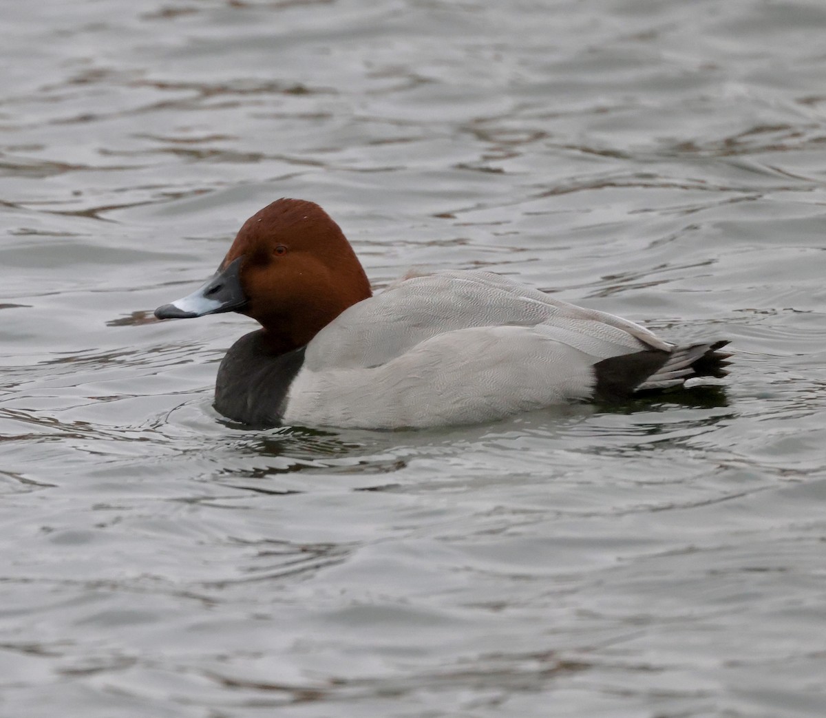 Common Pochard - ML615979750