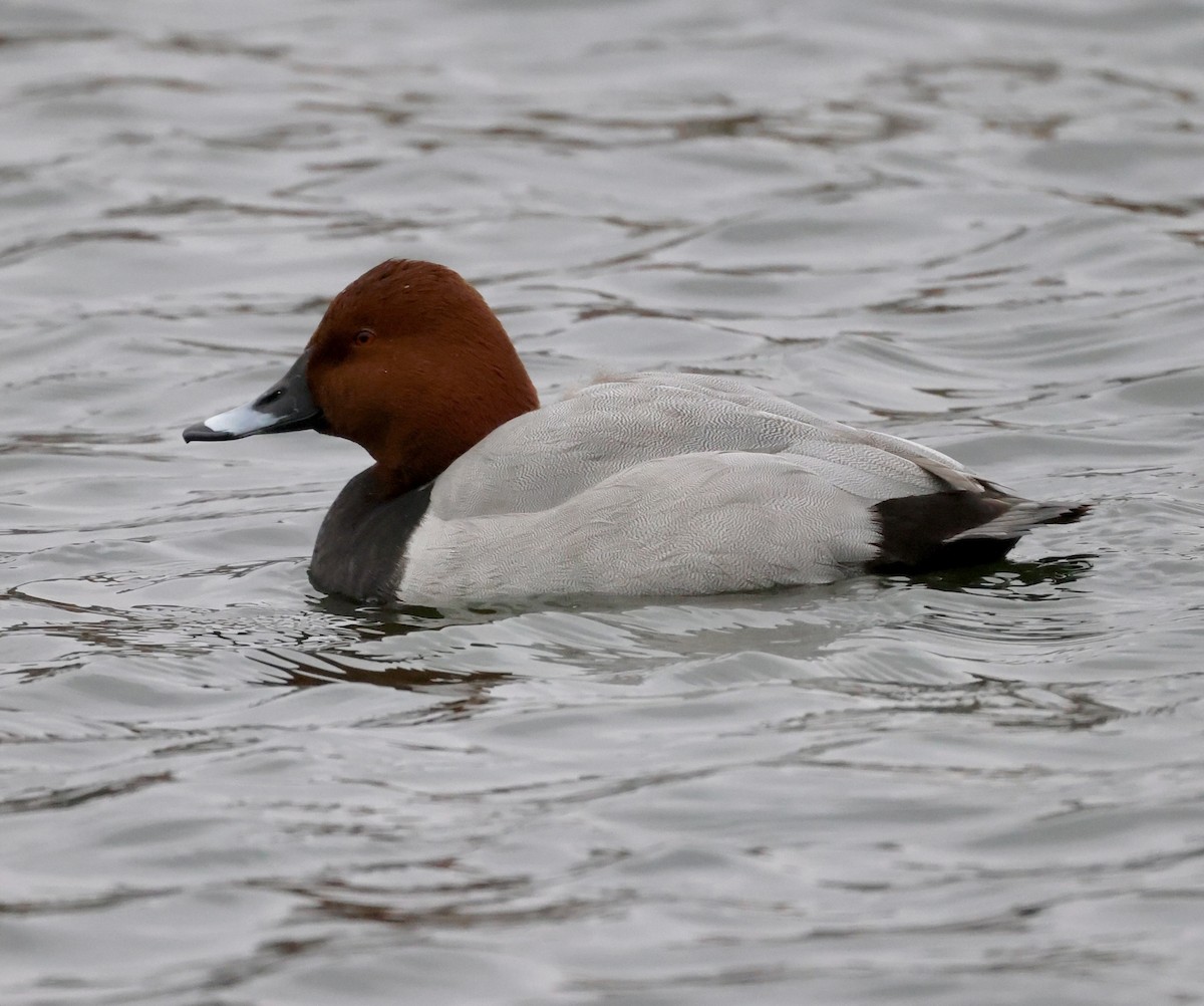 Common Pochard - ML615979751