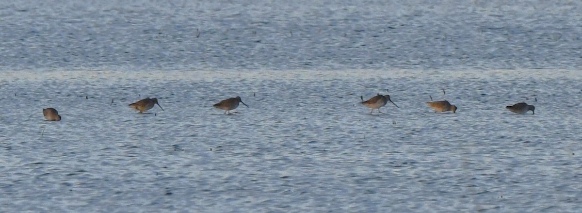 Long-billed Dowitcher - ML615979757