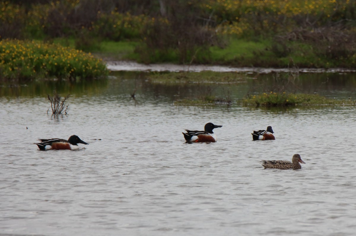 Northern Shoveler - ML615979764