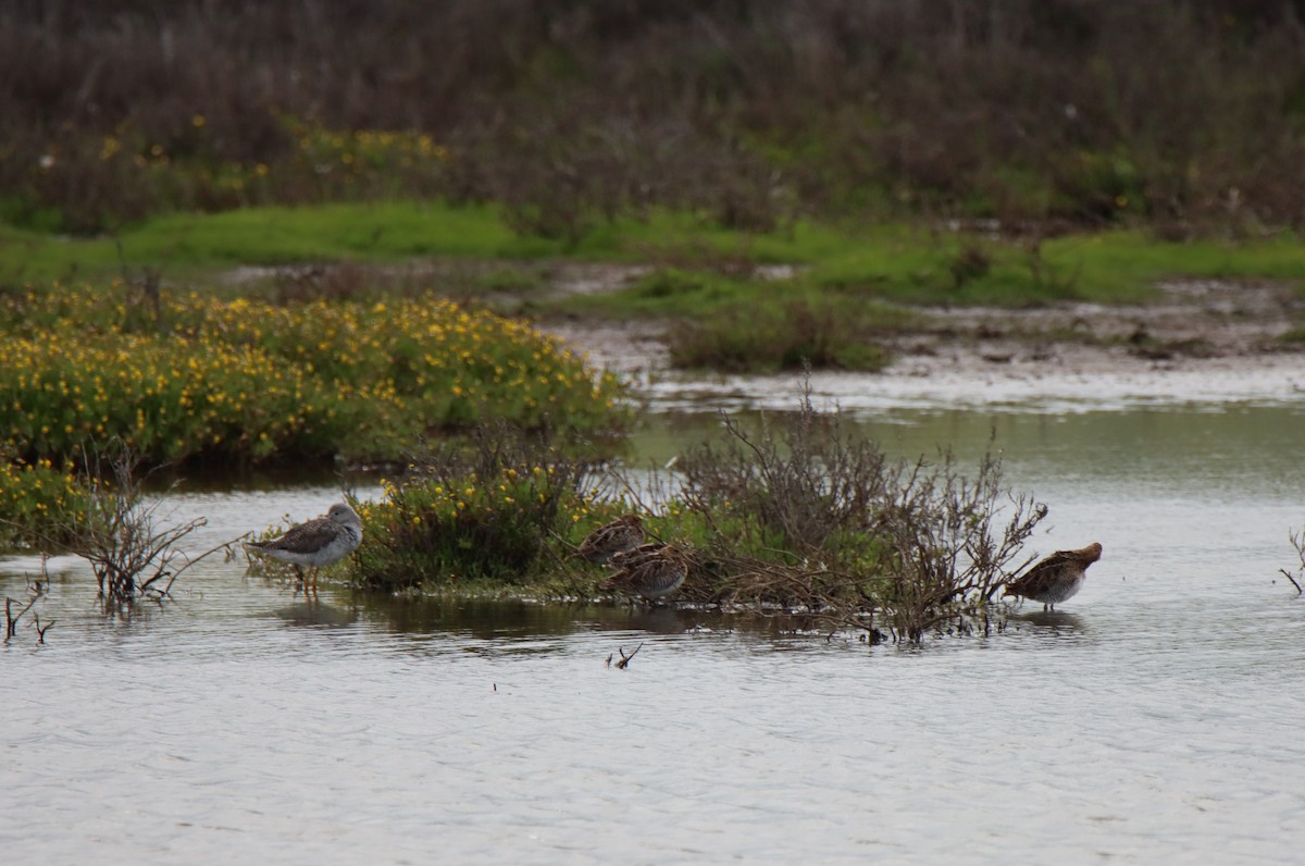 Wilson's Snipe - ML615979785