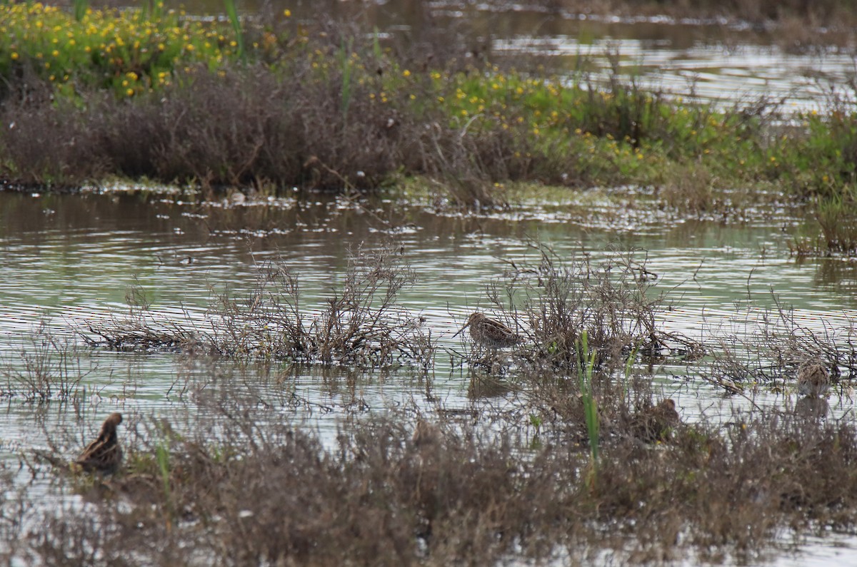 Wilson's Snipe - ML615979786