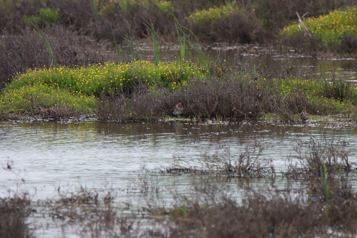 Wilson's Snipe - ML615979787