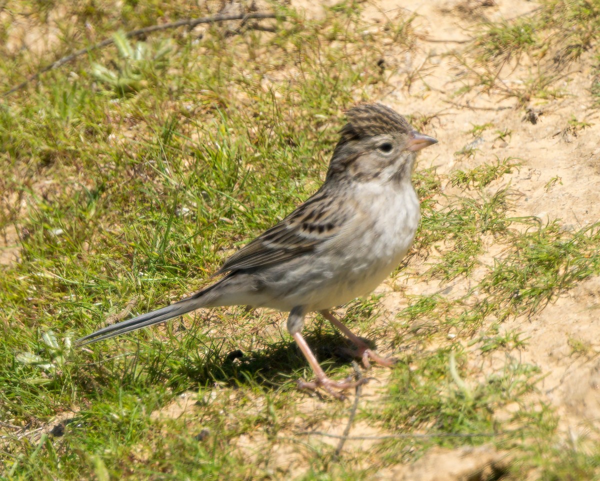 Brewer's Sparrow - Steve Colwell