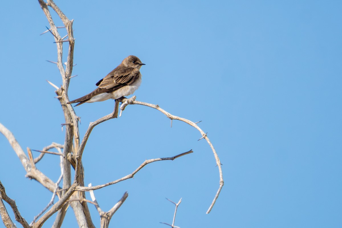 Northern Rough-winged Swallow - TJ Hastings