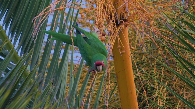 ベニガオメキシコインコ - ML615979979