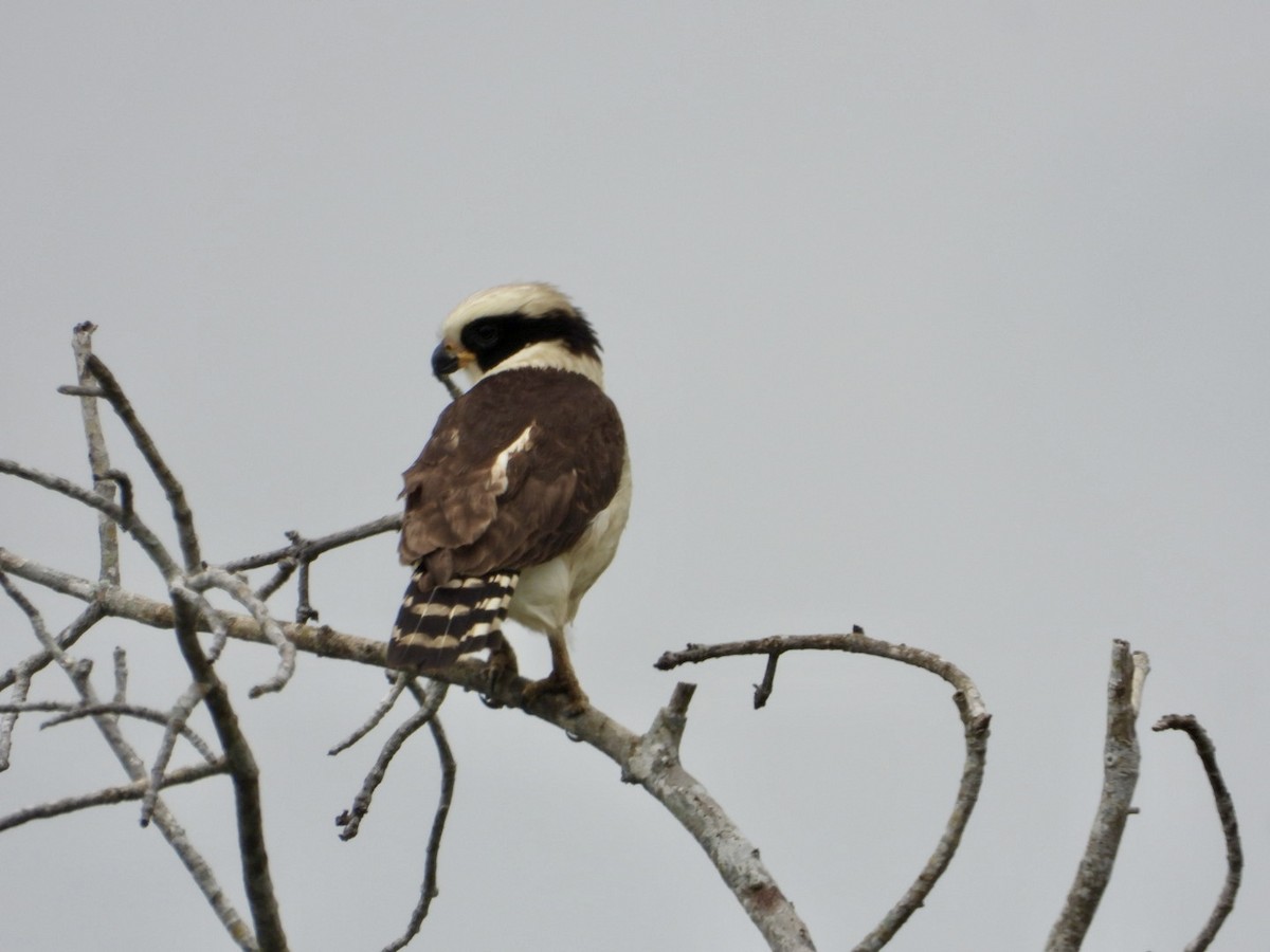 Laughing Falcon - ML615980000