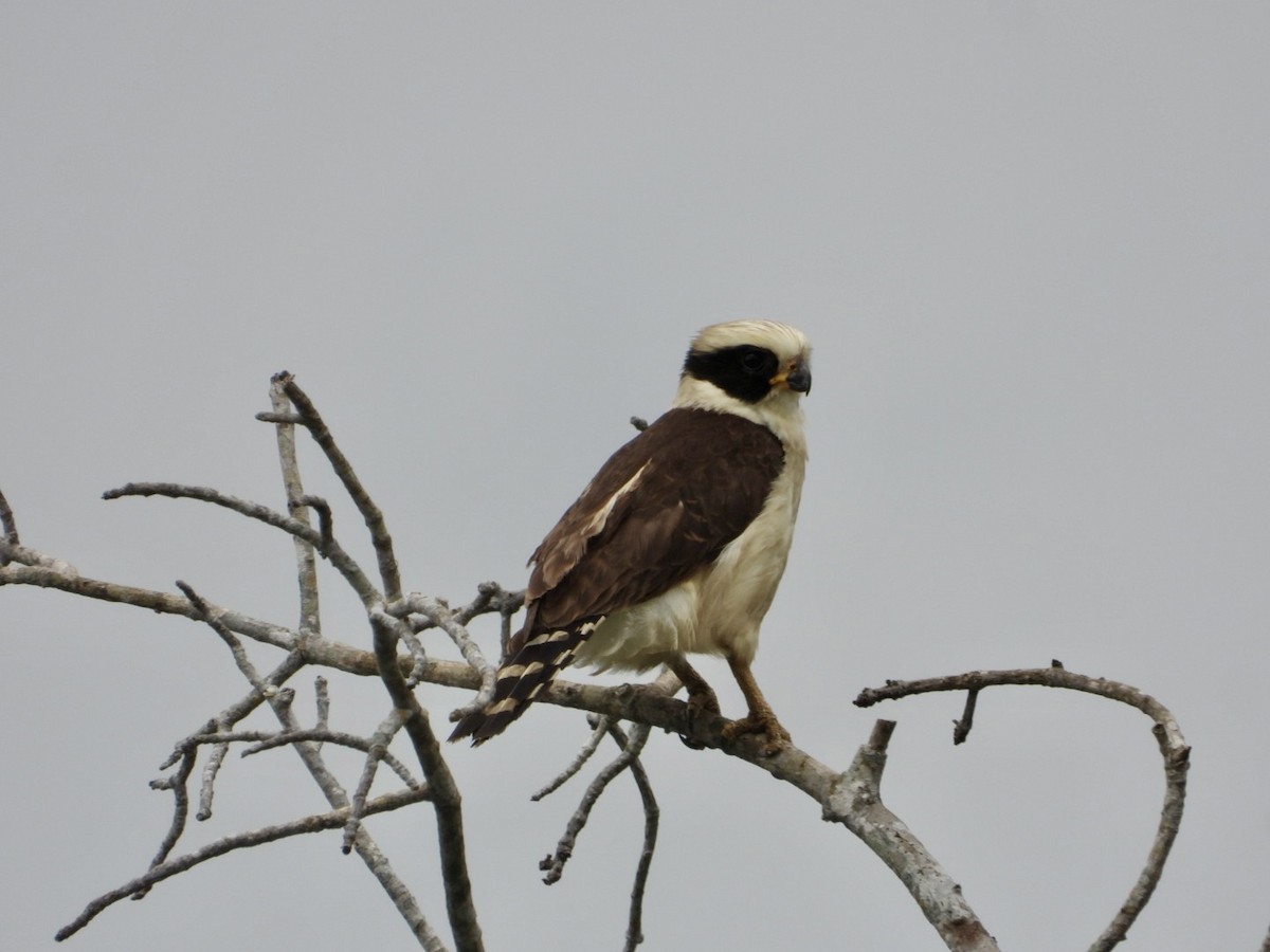 Laughing Falcon - ML615980001