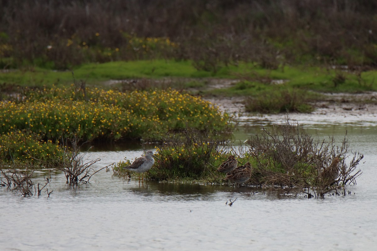 Greater Yellowlegs - ML615980032