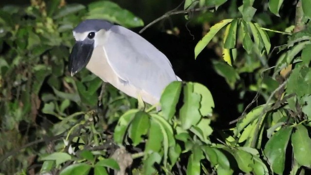 Boat-billed Heron - ML615980052