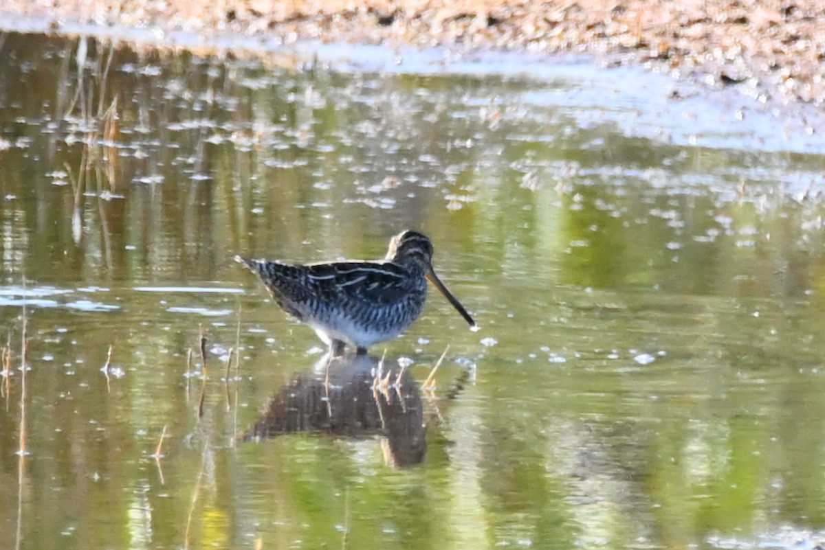 Wilson's Snipe - ML615980122