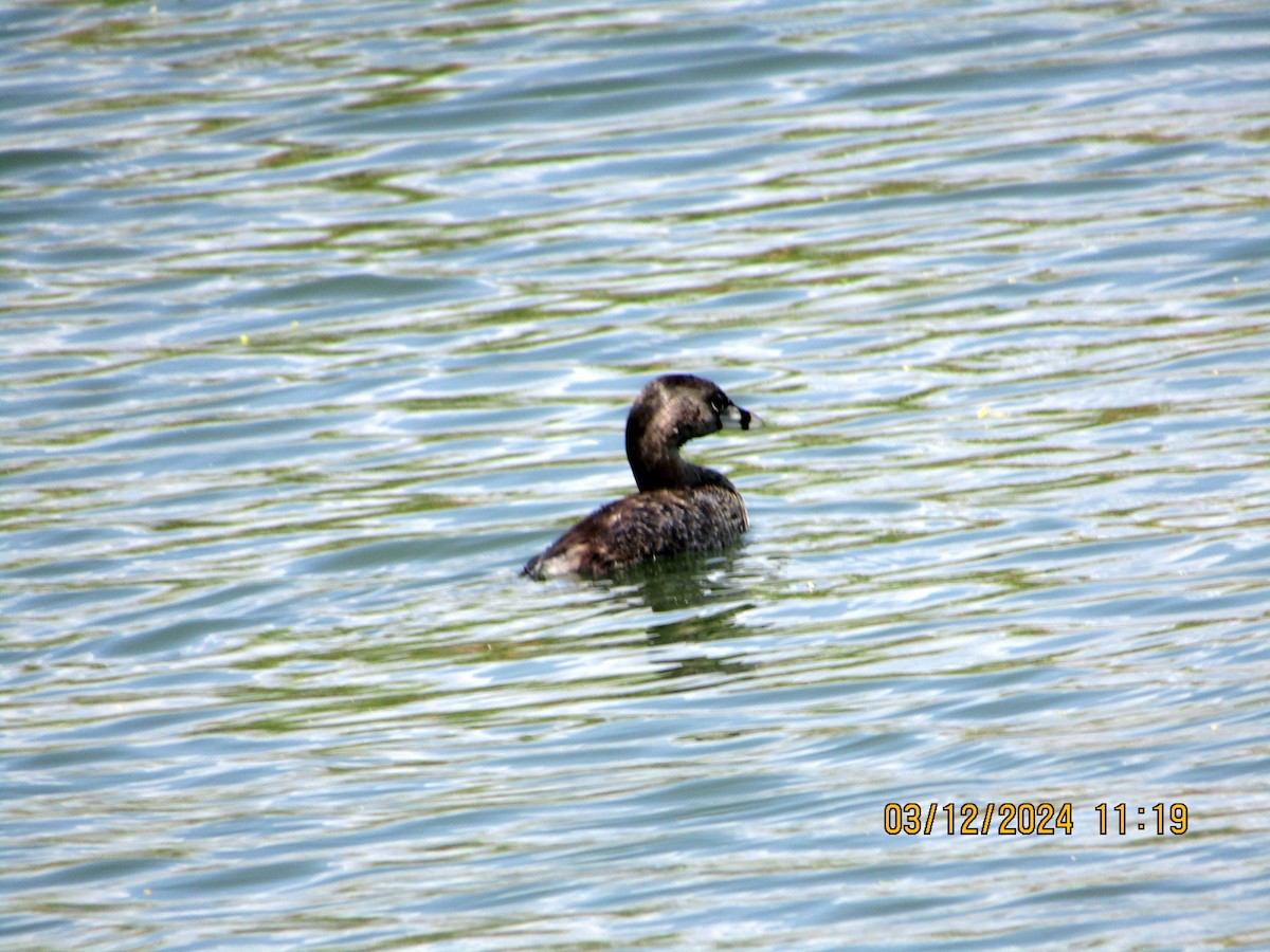 Pied-billed Grebe - ML615980154