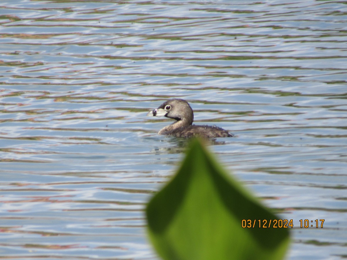 Pied-billed Grebe - ML615980156