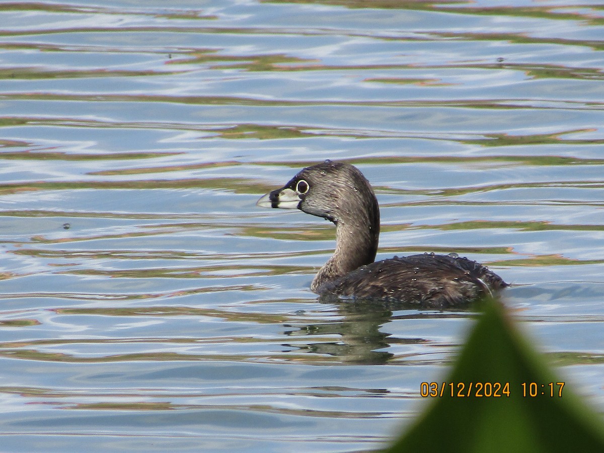 Pied-billed Grebe - ML615980157