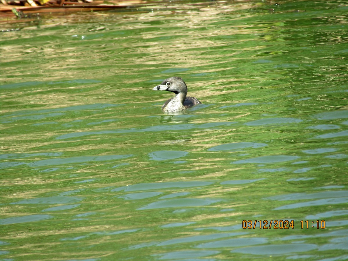 Pied-billed Grebe - ML615980158