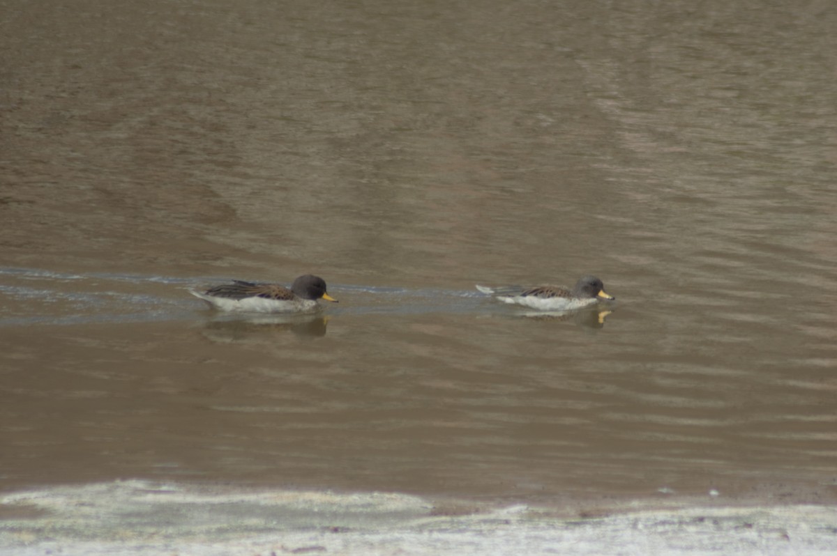 Yellow-billed Teal - Gabriel Sandon