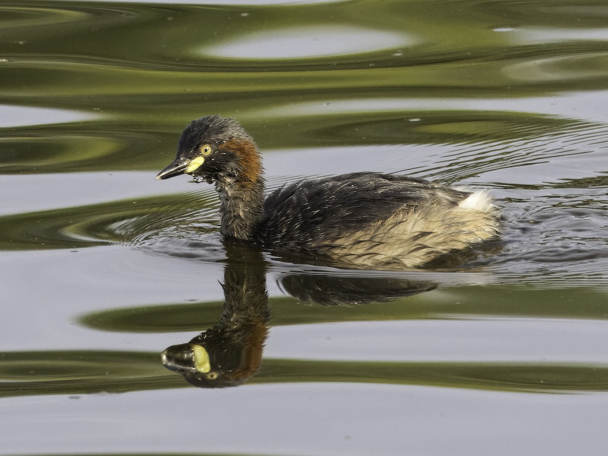 Australasian Grebe - ML615980176