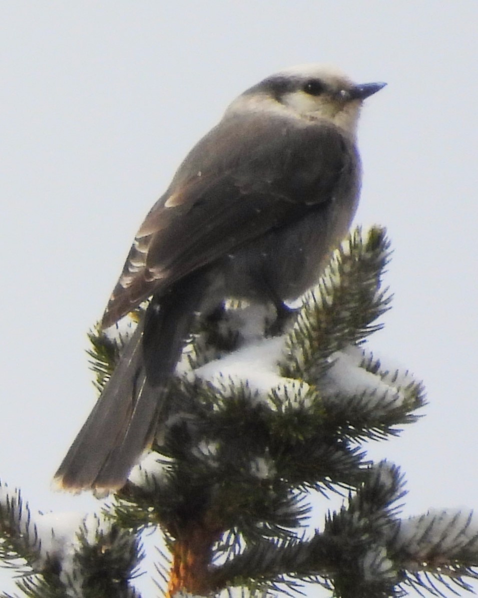 Canada Jay (Rocky Mts.) - Nick Komar