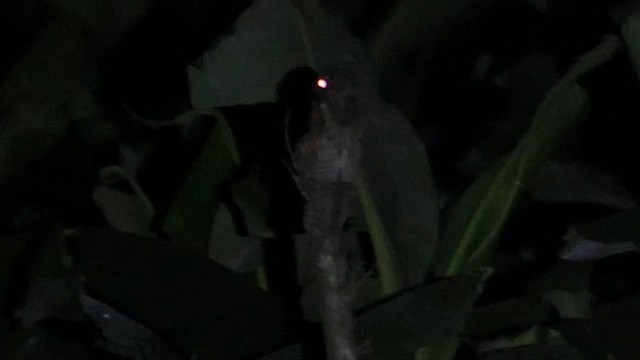 Northern Potoo - ML615980253