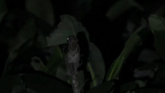 Northern Potoo - ML615980256