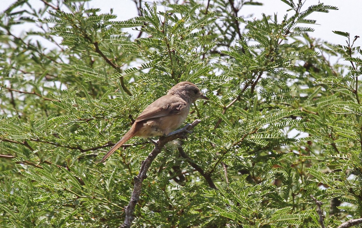 Short-billed Canastero - Scott Watson