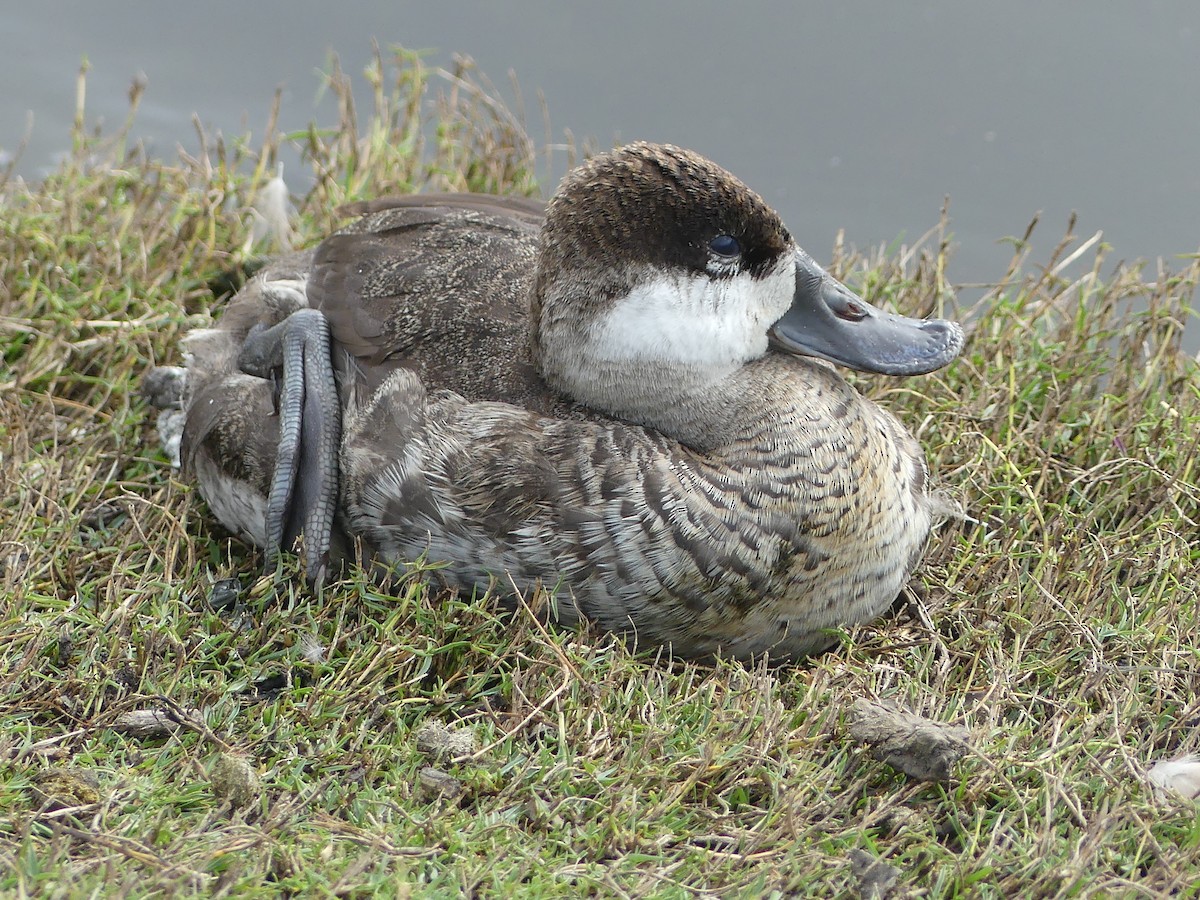 Ruddy Duck - Karen McKinley